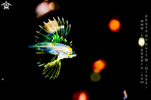 A Pteroinae sp. Juv. | Lion Fish juv.