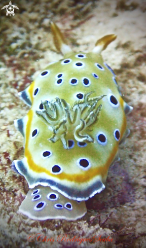 A Goniobranchus geminus | Twin Sea Slug