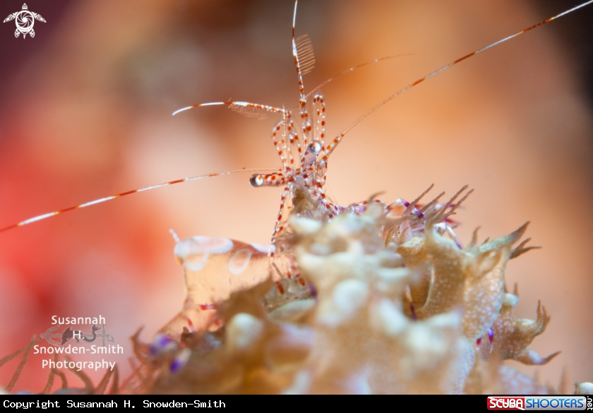 Spotted Cleaner Shrimp On Warty Corallimorph