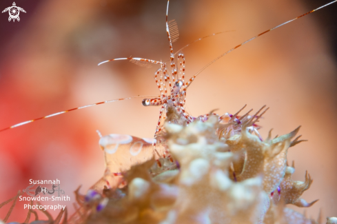 A Thanks to Ron Silver: Periclimenes yucatanicus atop Rhodactis osculifera | Spotted Cleaner Shrimp On Warty Corallimorph