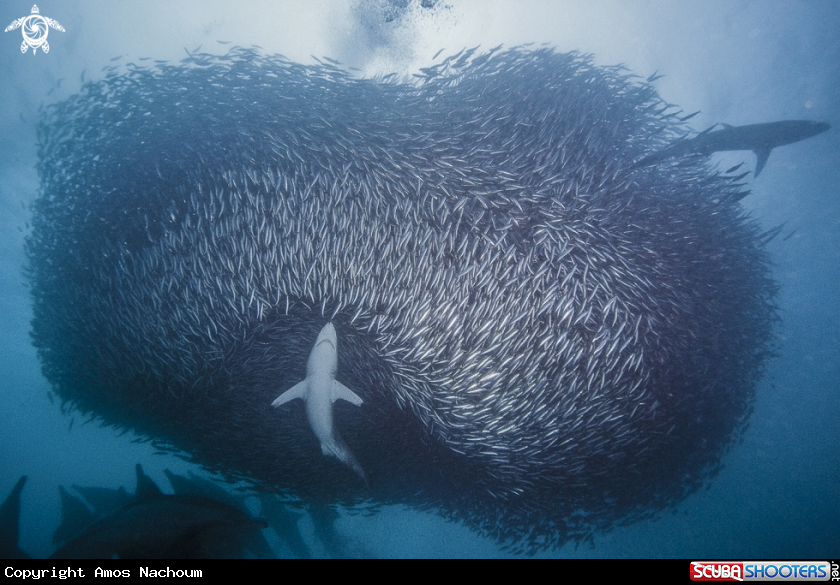 Feeding Frenzy