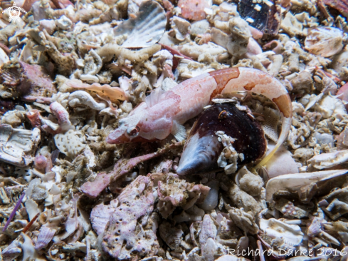 A Pavoclinus smalei | Deep Reef klipfish
