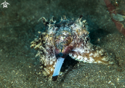A Flamboyant cuttlefisf