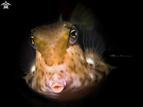 A Lactoria diaphana | Roundbelly cowfish 