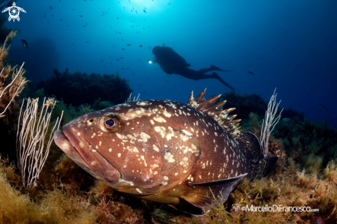 A Cernia - grouper