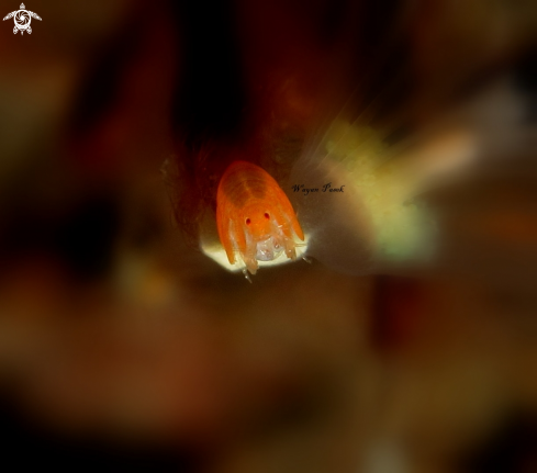 A Amphipod