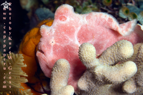 A Antennarius sp. | Giant Frogfish