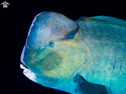 A Bumphead Parrot Fish
