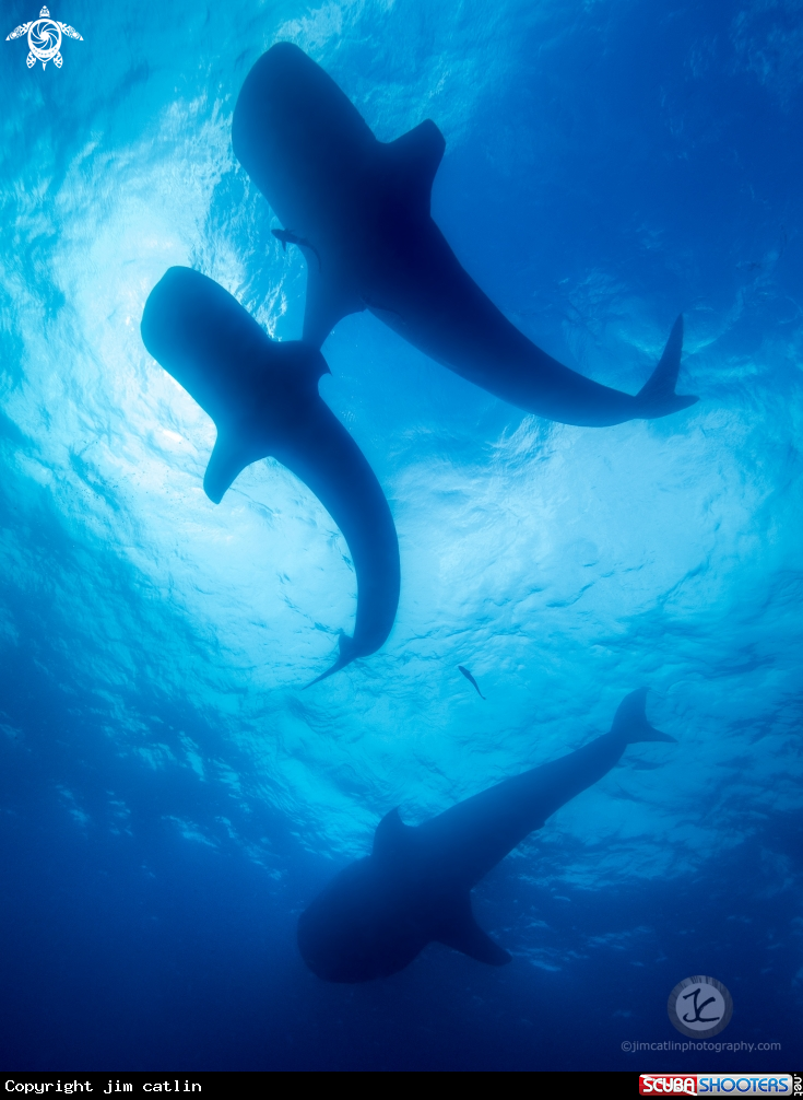 A Whale Sharks