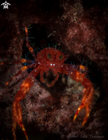 A Squat Lobster