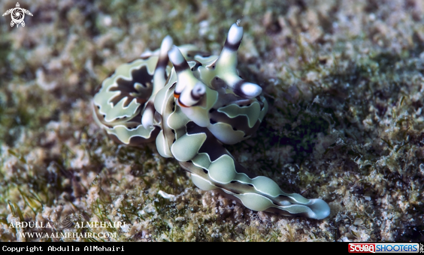 A Sea Slug..3 Specimens Mating 