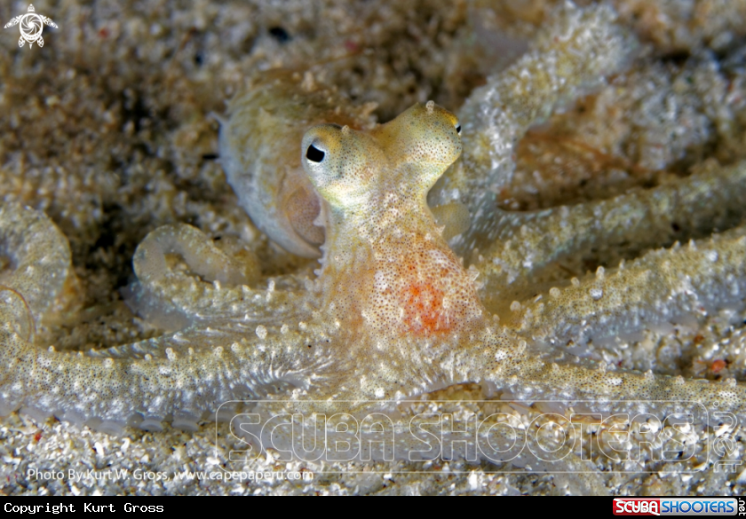 A Long Arm Octopus