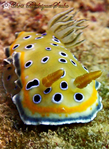 A Twin Sea Slug 