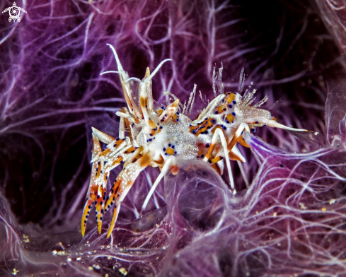 A Phylognathia ceratophthalma | Tiger shrimp