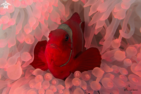 A  Premnas biaculeatus   | Clownfish