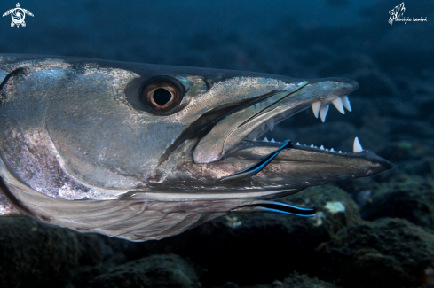 A Sphyraena barracuda & Labroides dimidiatus  | Barracuda e labridi pulitori , Barracuda and wrasse  