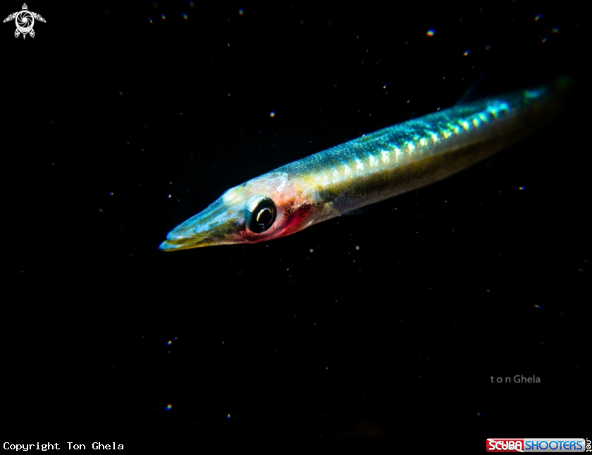FISH FROM OUTER SPACE