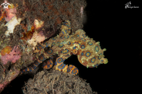 A  Hapalochlaena lunulata  | Blue ringed octopus