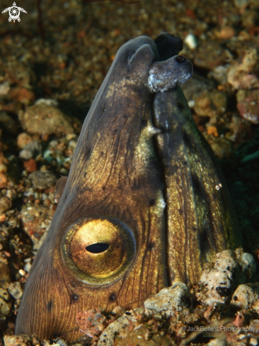 A Ophichthus altipennis | Black finned Snake Eel