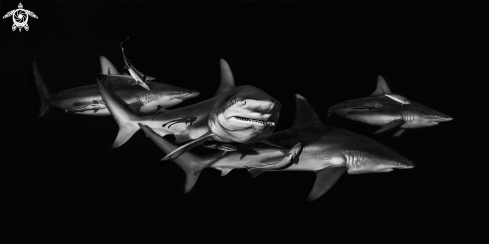 A limbatus shark