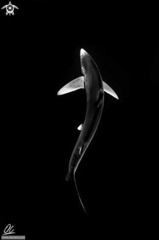 A Prionace glauca | Blue shark