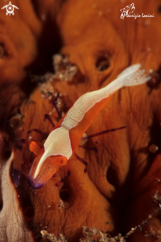 A Zenopontonia rex  | Commensal shrimp 