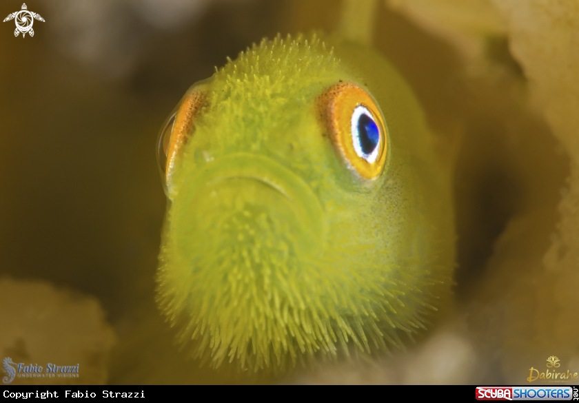 Hairy Goby