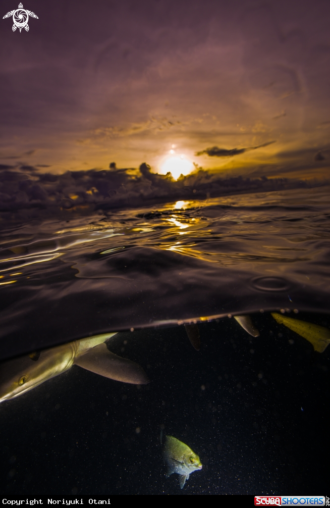 Shark in Sunset