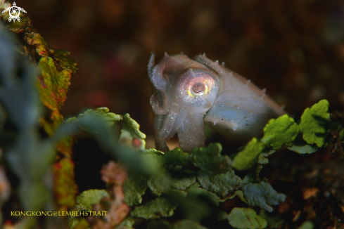 A Pygme Cuttlefish
