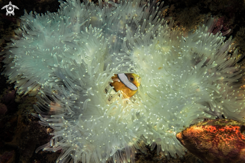 A Amphiprion clarkii | clownfish