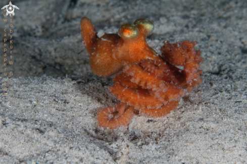A Octopus defilippi | Long arm Octopus