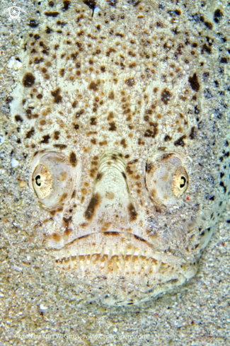 A Uranoscopus bicinctus, marbled star gazer | Star gazer