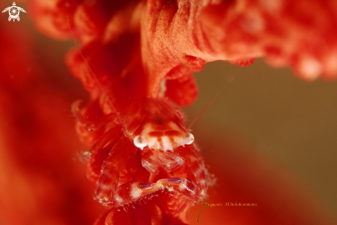 A Lissoporcellana quadrilobata | Porcelain Crab