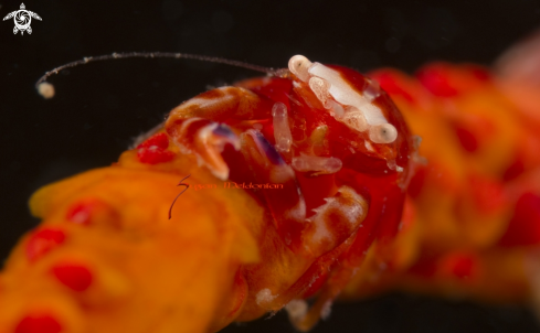 A Lissoporcellana quadrilobata | Porcelain Crab