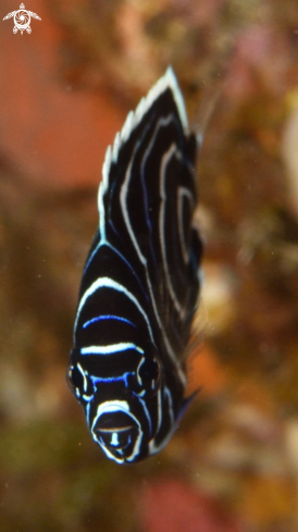 A juv Emperor Angelfish