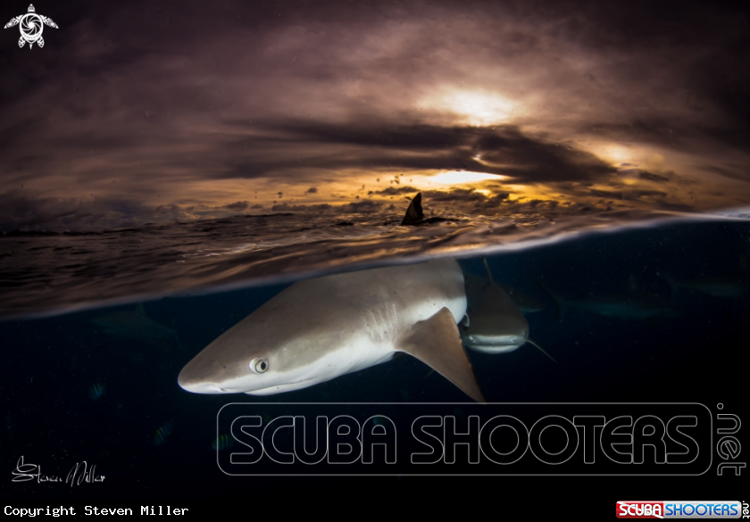 Sunset sharks in Yap