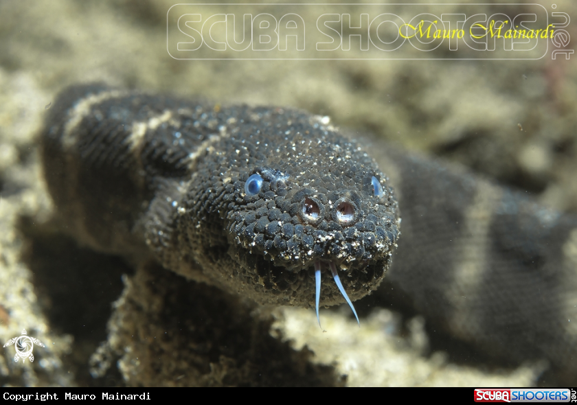 Sea snake (ID please??)