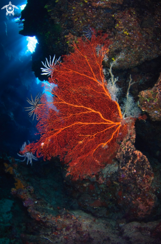 A Red Gorgonian Sea Fan