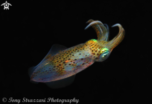 A Idiosepius notoides | Southern Pygmy Squid