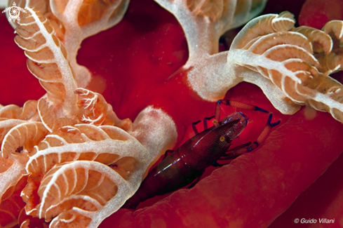 A Periclimenes Sp. | Empereor shrimp