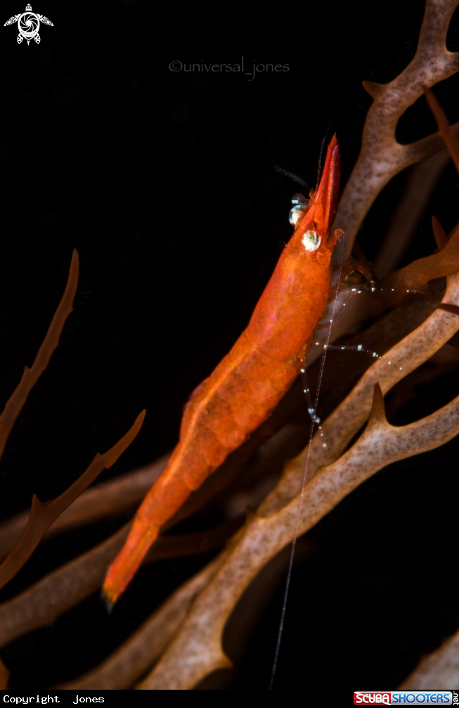 Red Algae Shrimp