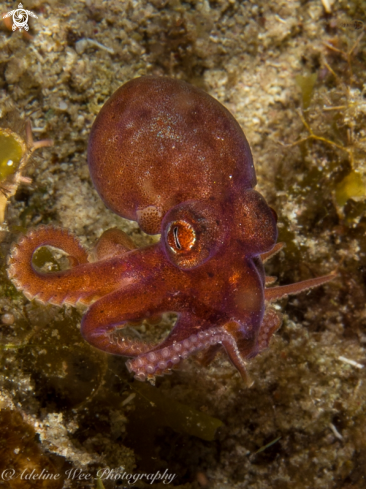 A Octopus cyaneus | Juvenile reef octopus