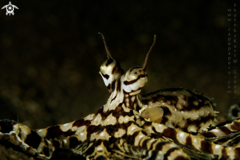 A Thaumoctopus mimicus | Mimik Octopus