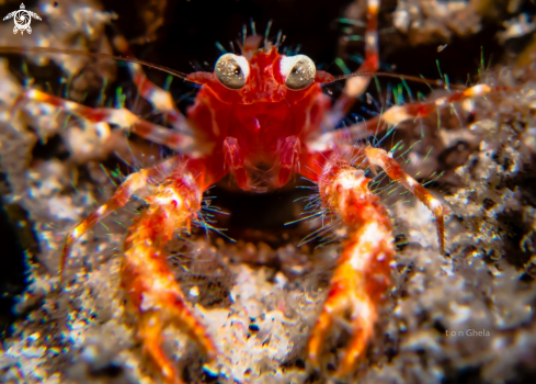 A Munida olivarae | Bug Eyed Squat lobster