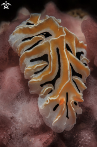 A nudibranco , Reticulidia fungia