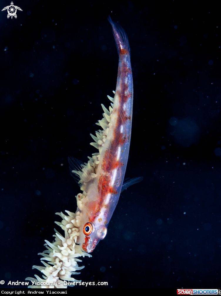 A Tiger Goby