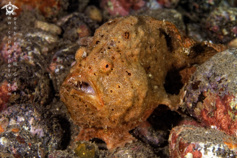 A Antennarius commerson | Frog fish