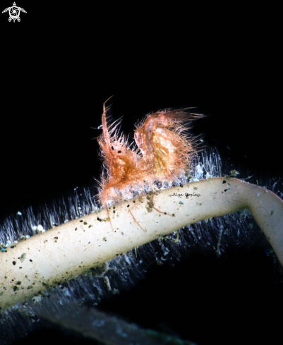 A  Phycocaris Simulans | Hairy Shrimp