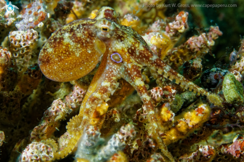 A Amphioctopus siamensis | Octopus Mototi