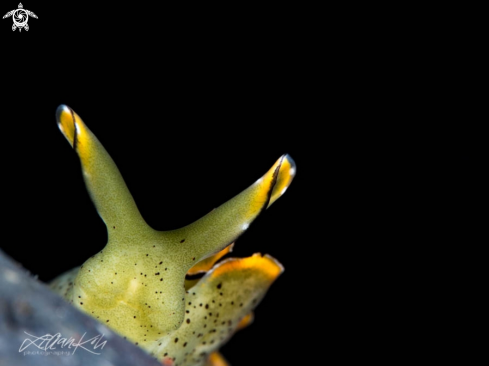 A Elysia marginata | Sea slug